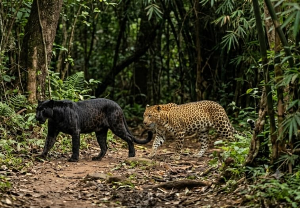 Black Panther and Leopard Sightings Trigger Panic in Dandeli Residential Areas